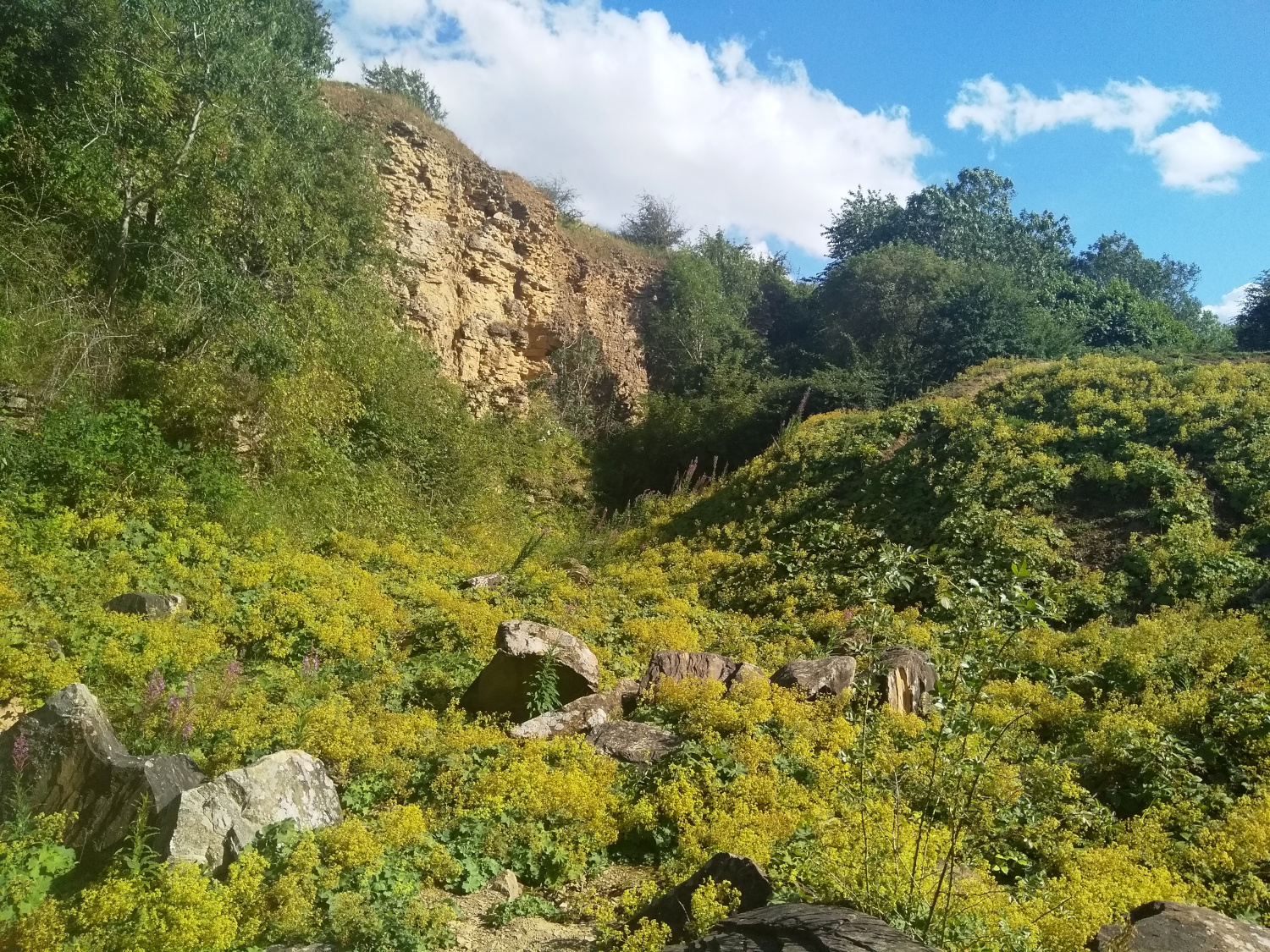 View of Skyline and vegetation from the bottom of Middridge Quarry (County Durham)